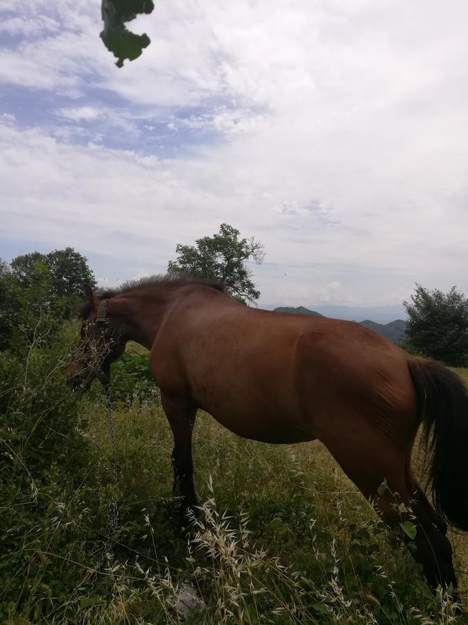 Camp Oaza,Lipa Hotel Cetinje Eksteriør billede